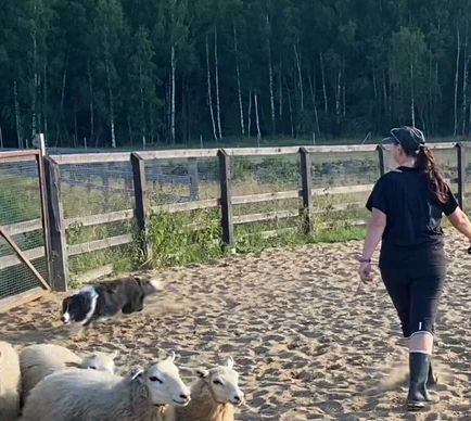 Занятия по послушанию дрессировка собак