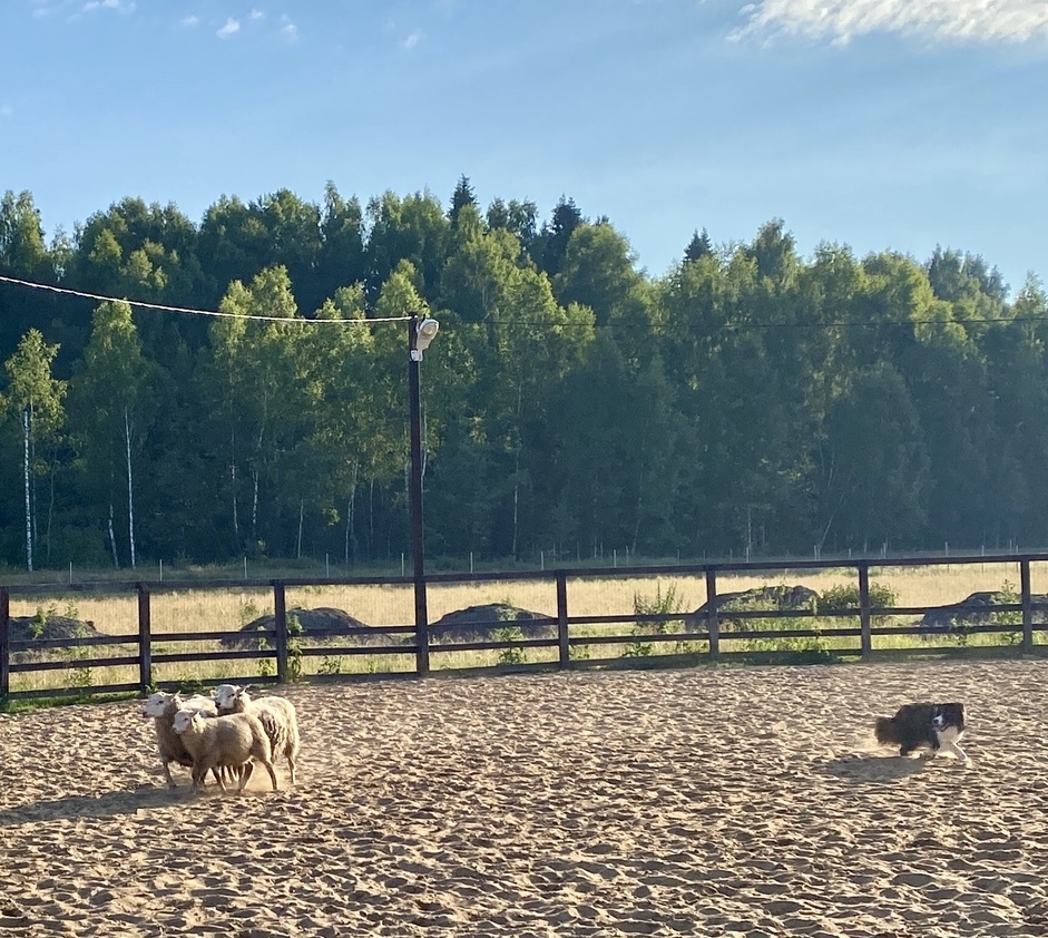 Виски малышка воспитание щенка